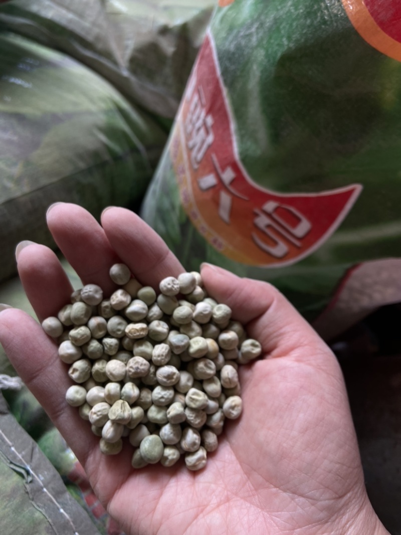 优质白豌豆青豌豆中豌六中豌九厂价供应