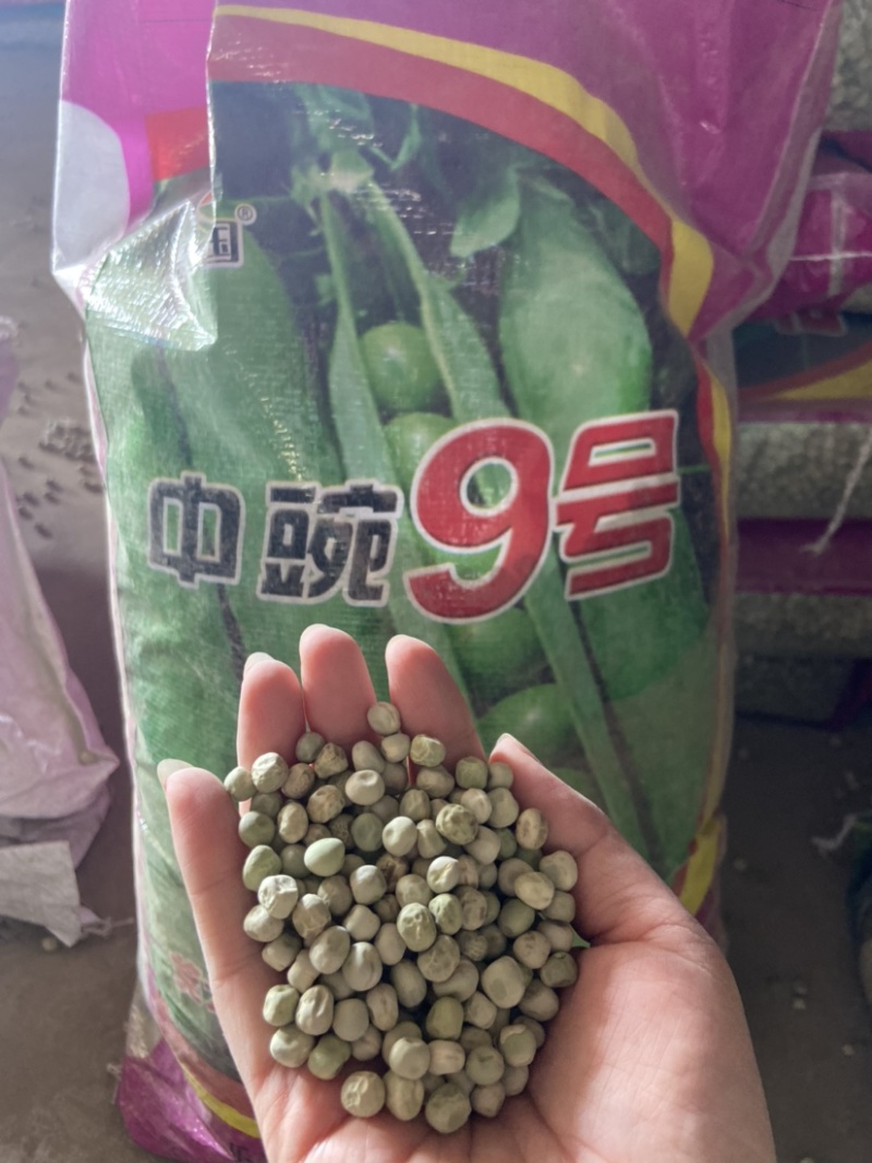 优质白豌豆青豌豆中豌六中豌九厂价供应