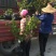 黄岩区蜜橘苗，早熟宫川桔苗，涌泉桔苗，浙江早熟桔苗
