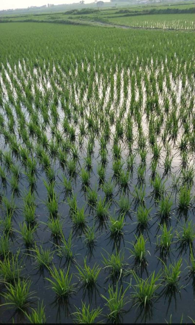 土地流转！水田！旱田！5000亩