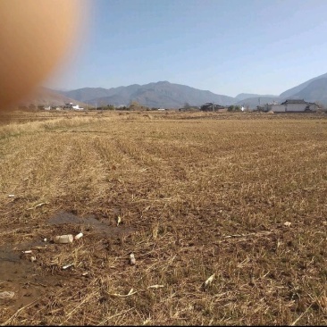 土地流转！水田！旱田！5000亩