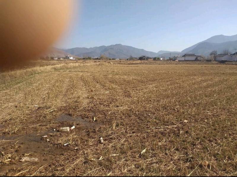 土地流转！水田！旱田！5000亩