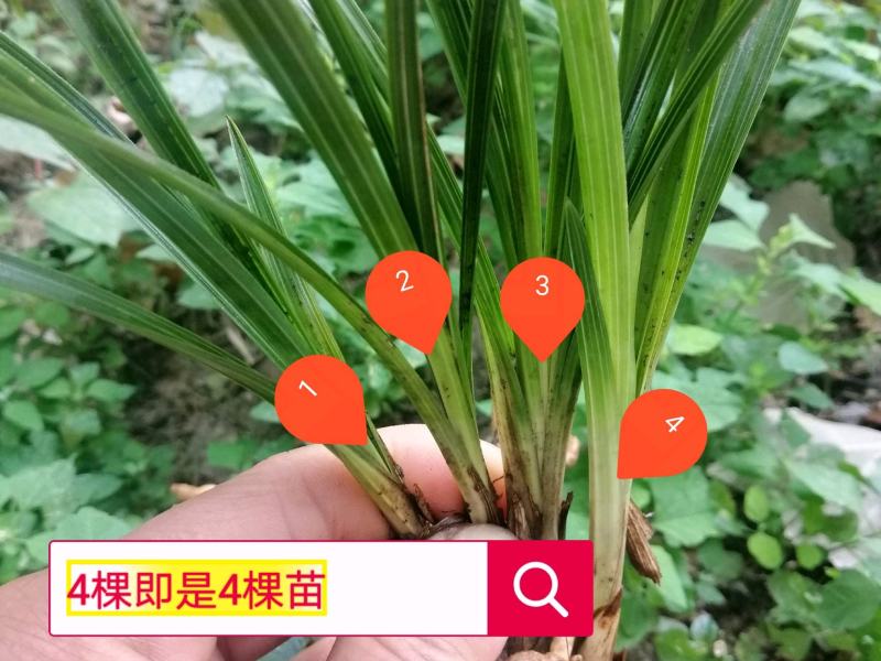 盆栽地栽春兰蕙兰品种可选20棵苗一件包邮批零一件代发