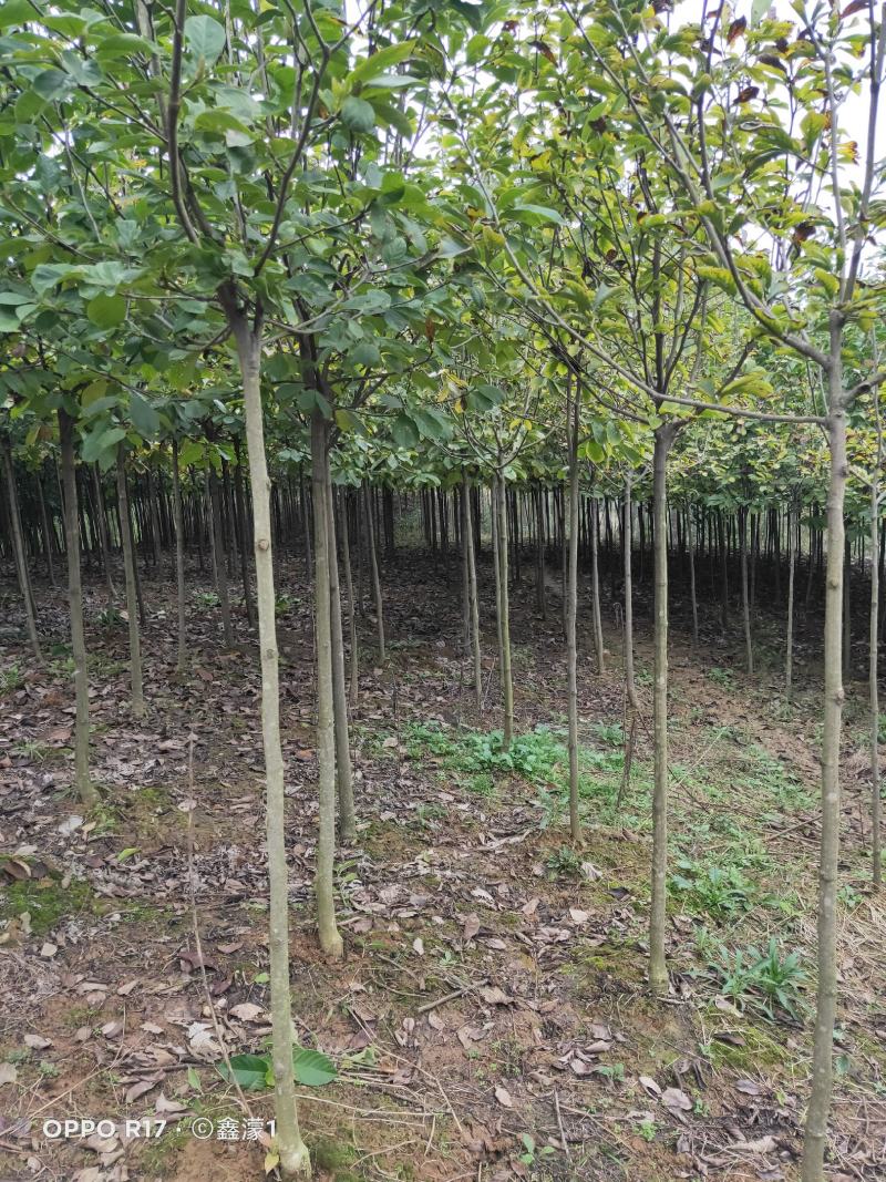 白玉兰，又名木兰，玉兰，属被子植物门木兰科，上海市市花。
