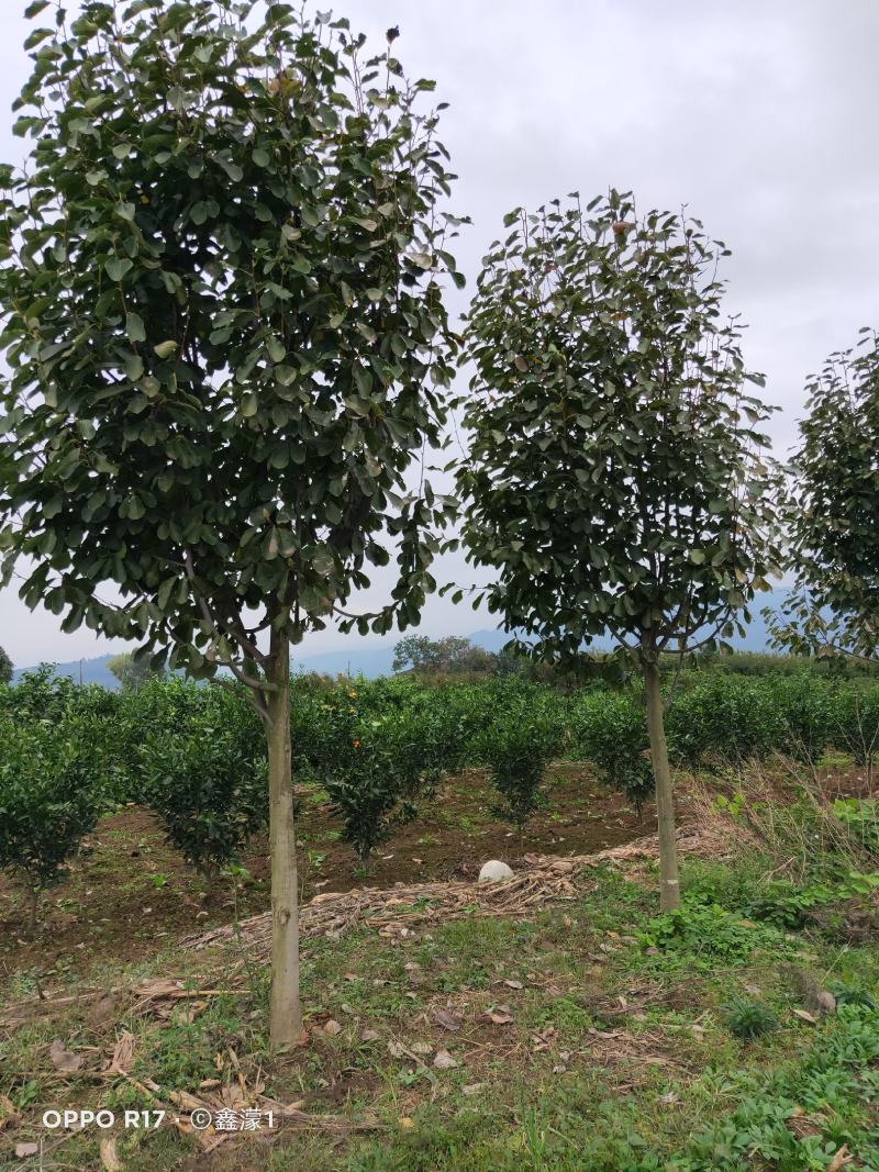 白玉兰，又名木兰，玉兰，属被子植物门木兰科，上海市市花。