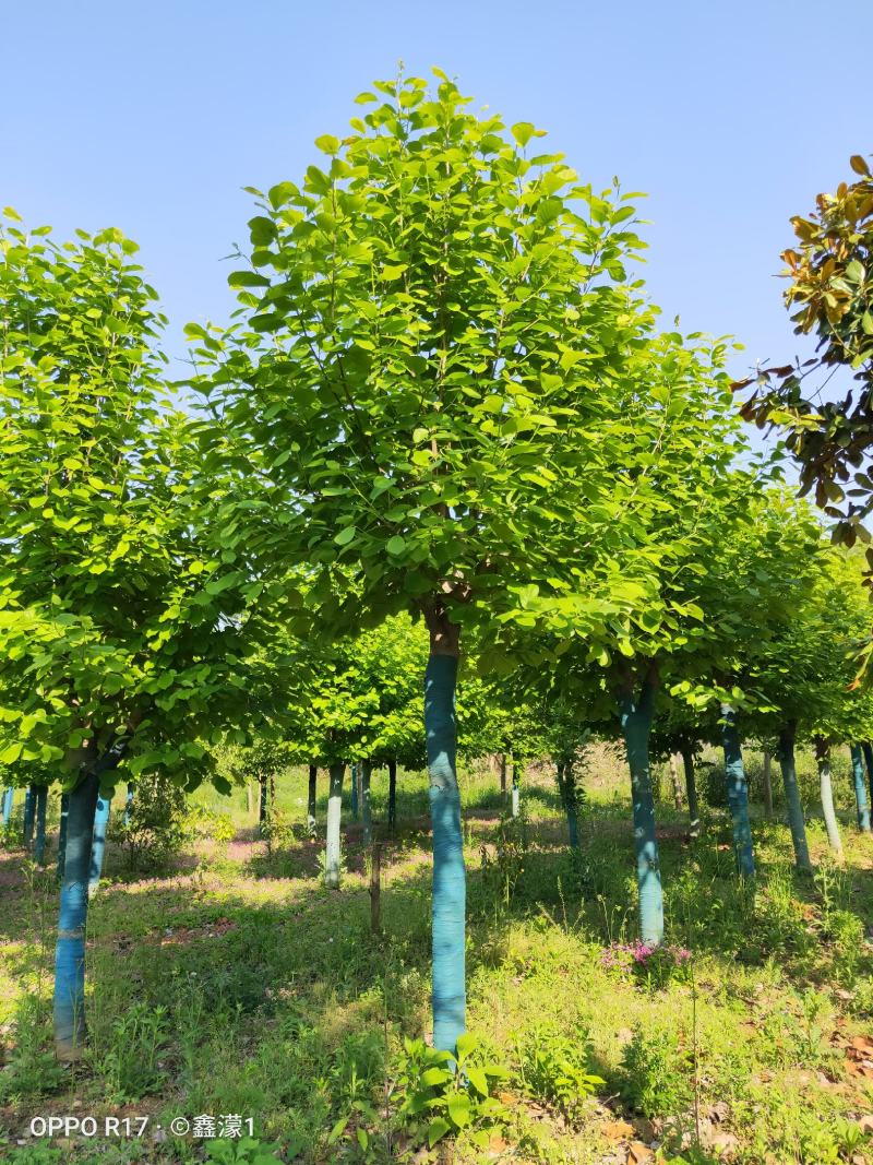 白玉兰，又名木兰，玉兰，属被子植物门木兰科，上海市市花。