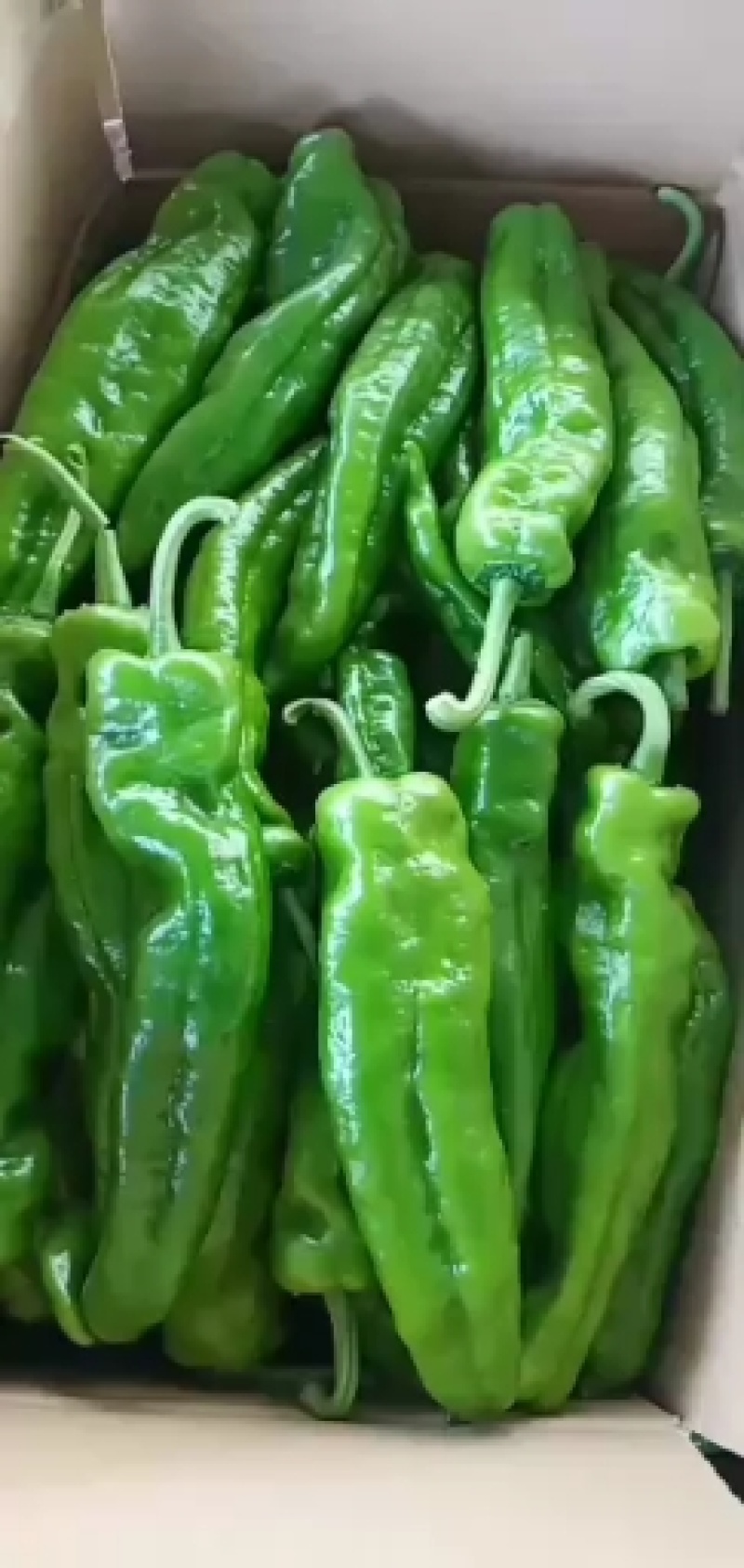 万亩精品辣椒基地，现摘现发一手货源，货量充足超市市场优选