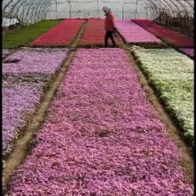 ，芝樱，丛生福禄考，苗圃基地直销，绿化做花海用，耐寒