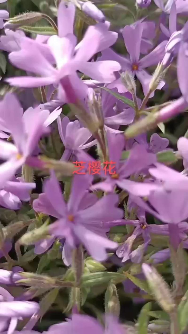 ，芝樱，丛生福禄考，苗圃基地直销，绿化做花海用，耐寒