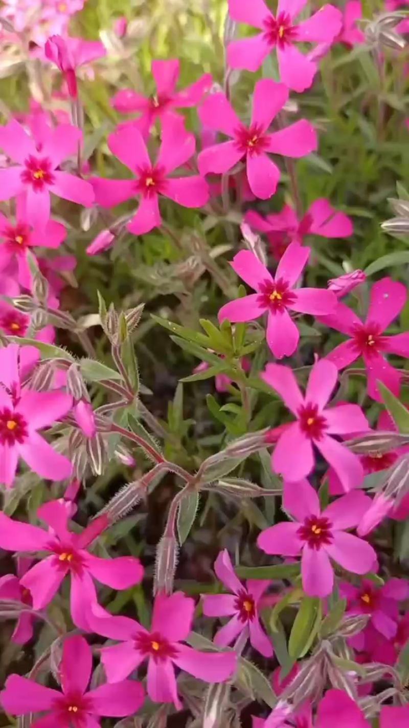 ，芝樱，丛生福禄考，苗圃基地直销，绿化做花海用，耐寒
