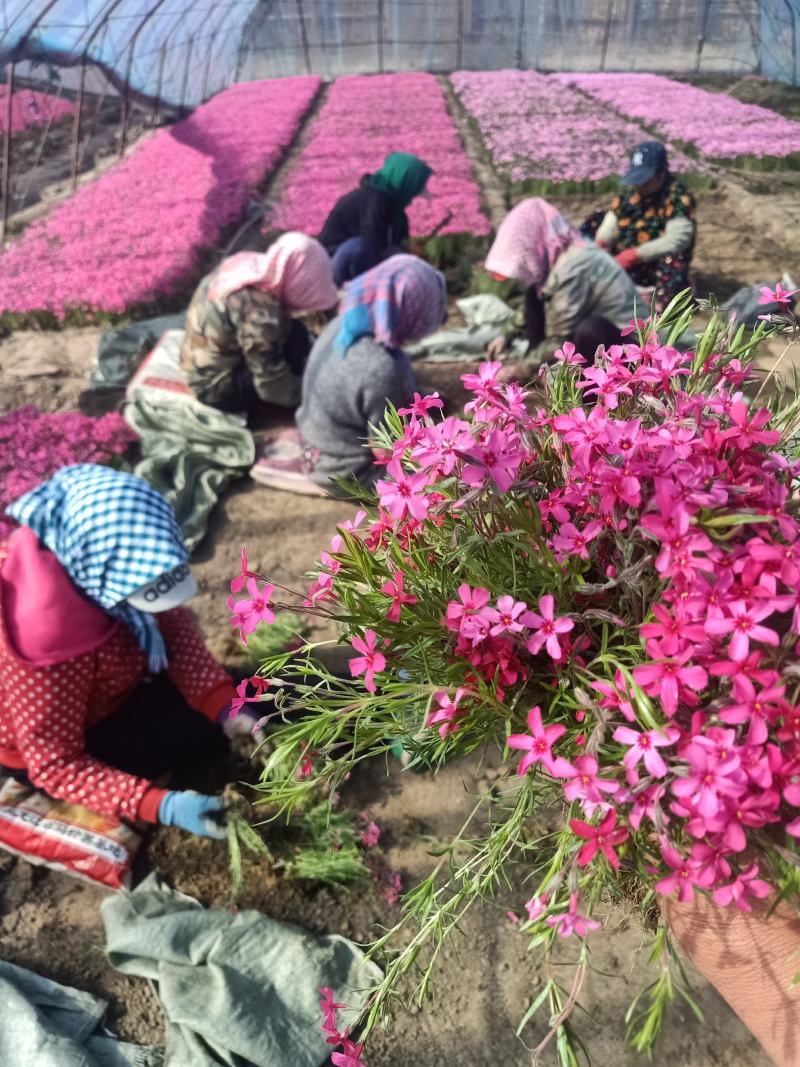 ，芝樱，丛生福禄考，苗圃基地直销，绿化做花海用，耐寒