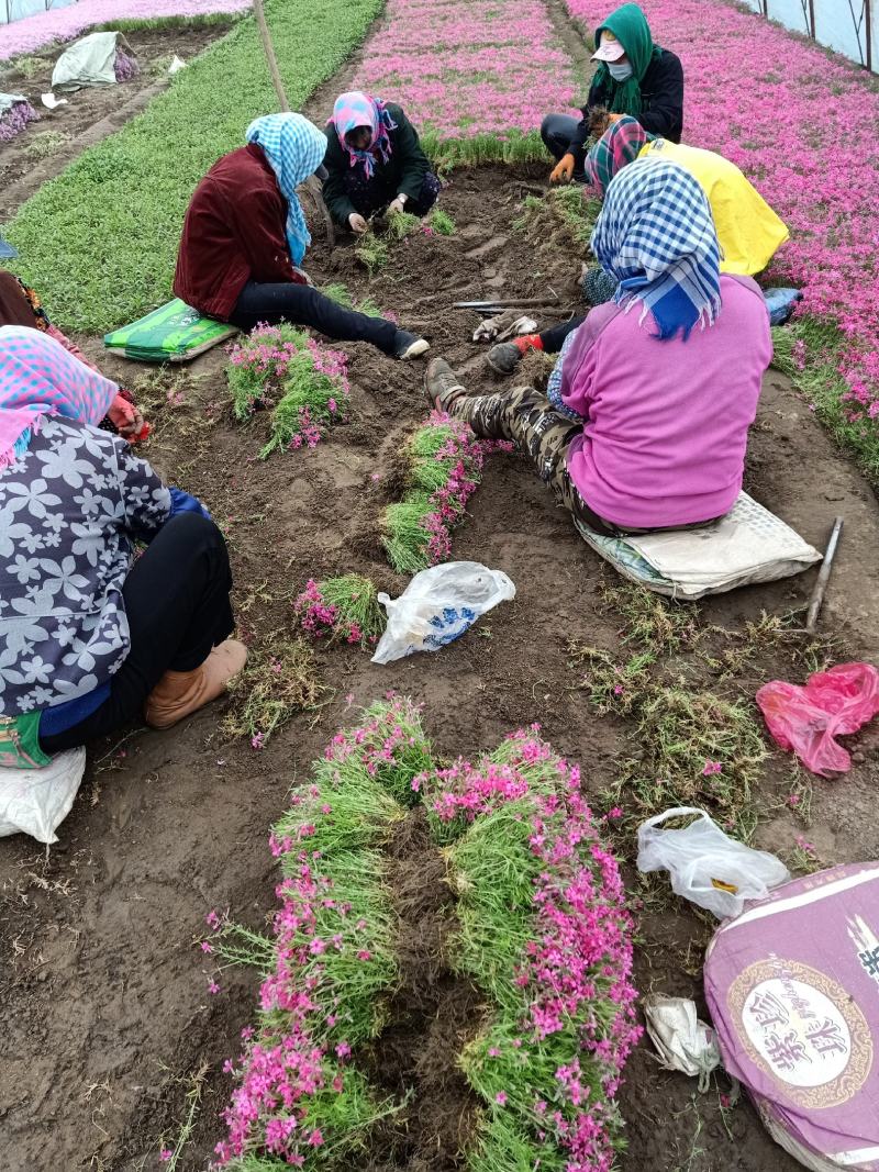 ，芝樱，丛生福禄考，苗圃基地直销，绿化做花海用，耐寒