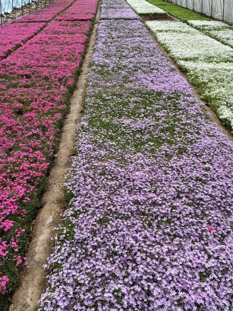 ，芝樱，丛生福禄考，苗圃基地直销，绿化做花海用，耐寒
