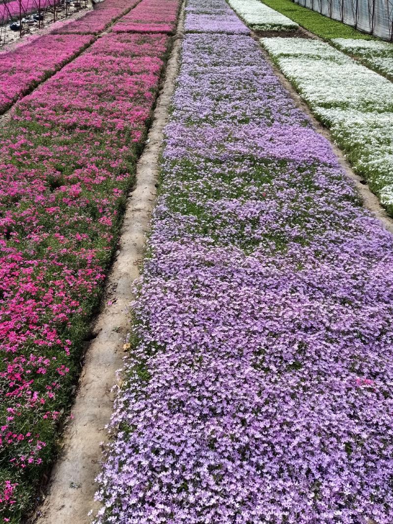，芝樱，丛生福禄考，苗圃基地直销，绿化做花海用，耐寒