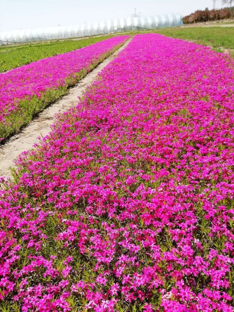 ，芝樱，丛生福禄考，苗圃基地直销，绿化做花海用，耐寒