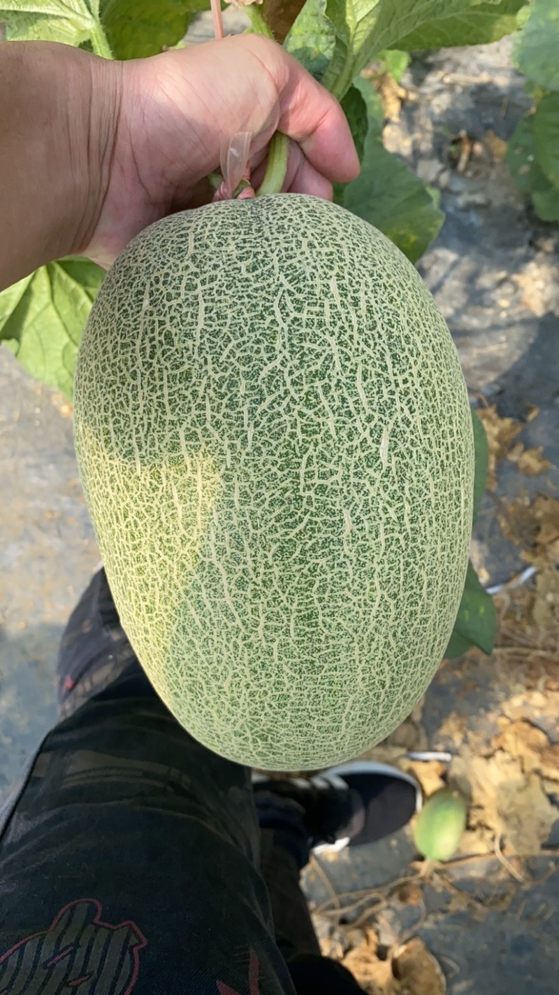 本地小蜜25号
