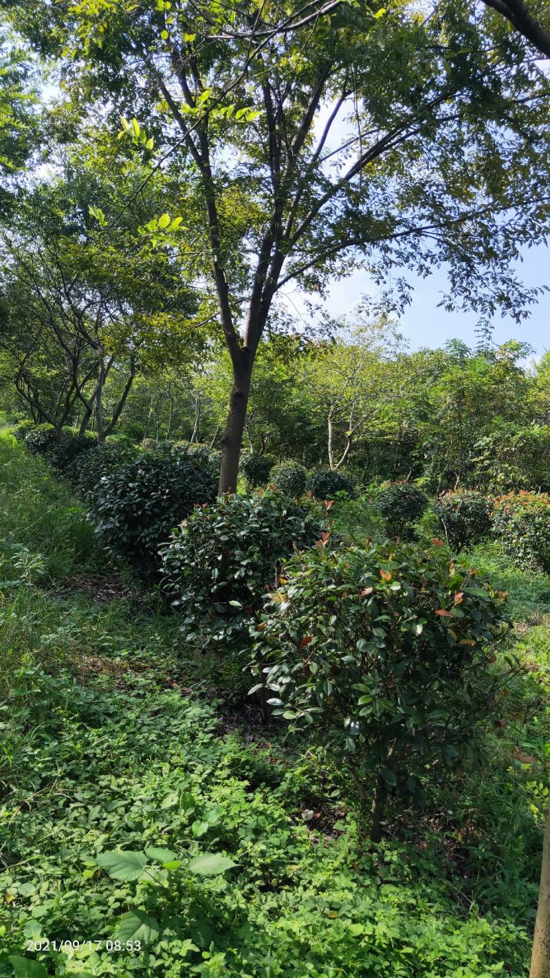 红叶石楠球