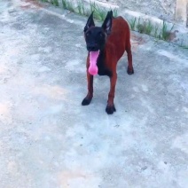 爆红马犬幼犬