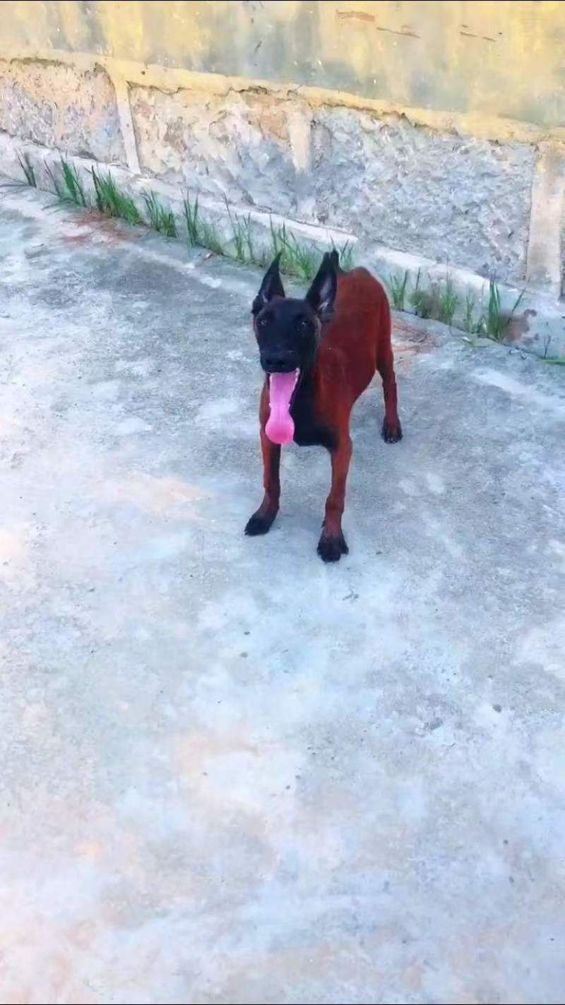 爆红马犬幼犬