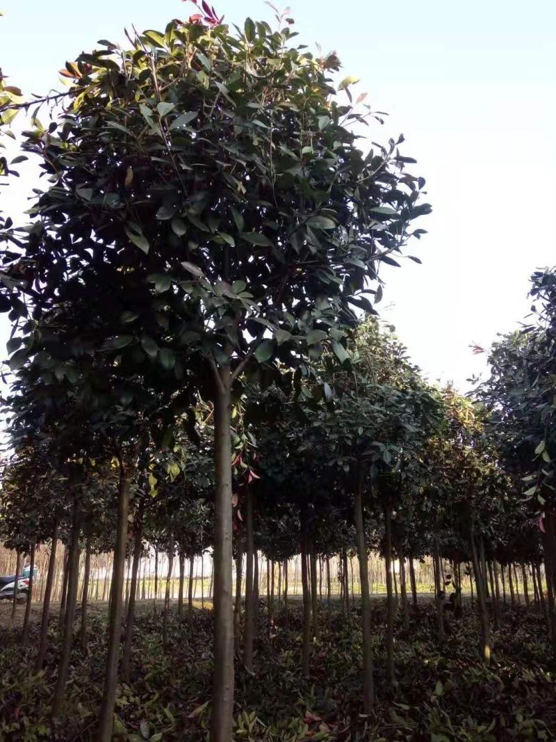 石楠，喜温暖湿润的气候，抗寒力不强，喜光也耐荫。