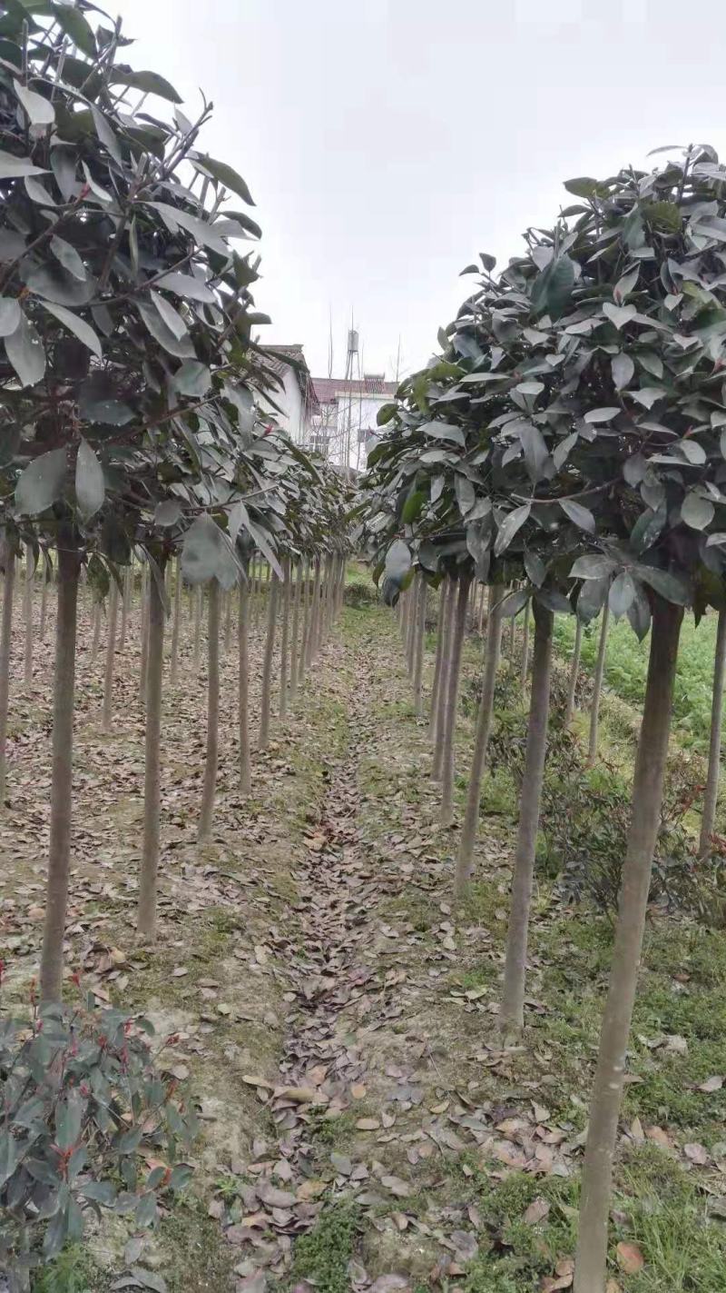 石楠，喜温暖湿润的气候，抗寒力不强，喜光也耐荫。