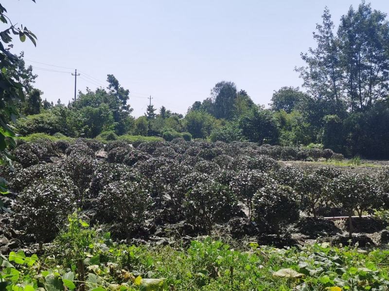 茶梅笼子茶梅球大小规格齐全成都基地供应温江