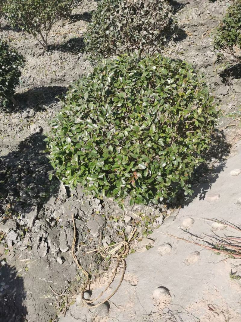 茶梅笼子茶梅球大小规格齐全成都基地供应温江