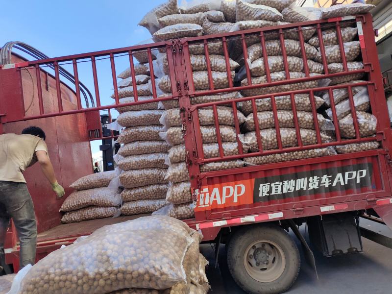 云南纸皮核桃干货产地直销一手货源品质保证