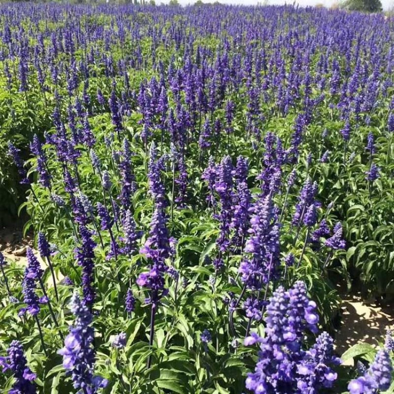 蓝花鼠尾草种子多年生园林景观种子工程庭院花卉四季易种