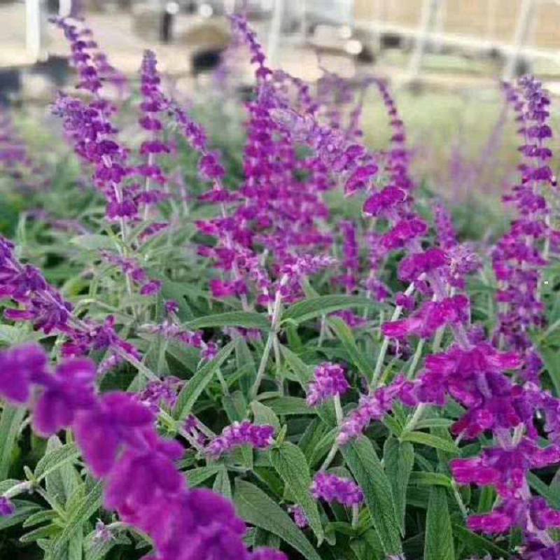 蓝花鼠尾草种子多年生园林景观种子工程庭院花卉四季易种
