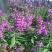 蓝花鼠尾草种子多年生园林景观种子工程庭院花卉四季易种