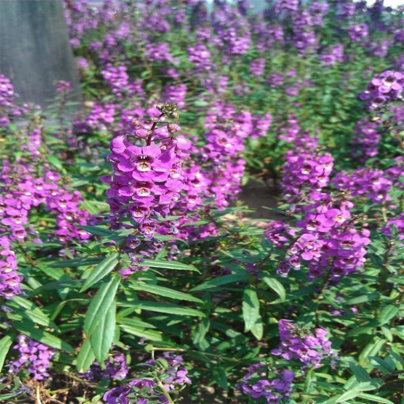 蓝花鼠尾草种子多年生园林景观种子工程庭院花卉四季易种
