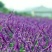 蓝花鼠尾草种子多年生园林景观种子工程庭院花卉四季易种