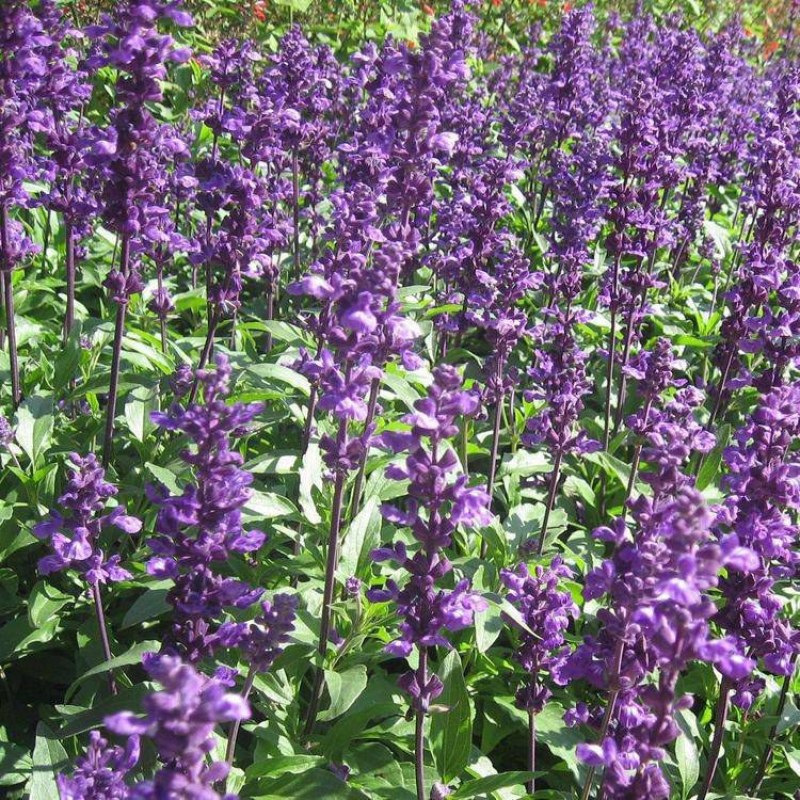 蓝花鼠尾草种子多年生园林景观种子工程庭院花卉四季易种