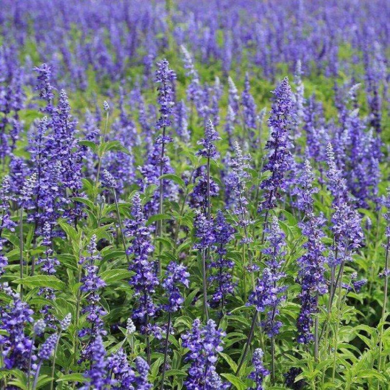 蓝花鼠尾草种子多年生园林景观种子工程庭院花卉四季易种