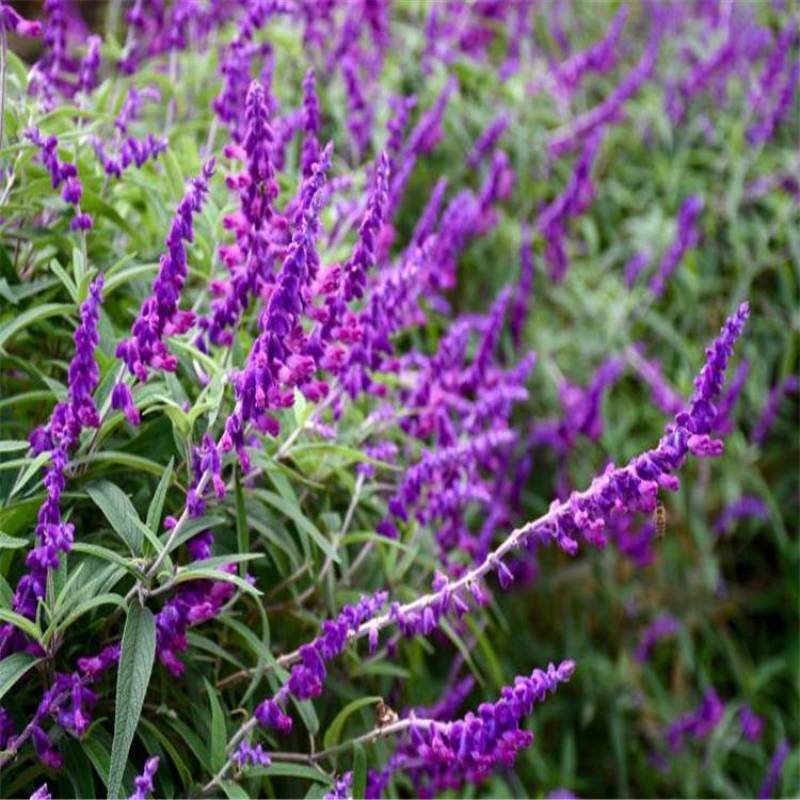 蓝花鼠尾草种子多年生园林景观种子工程庭院花卉四季易种