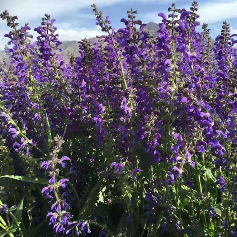 蓝花鼠尾草种子多年生园林景观种子工程庭院花卉四季易种
