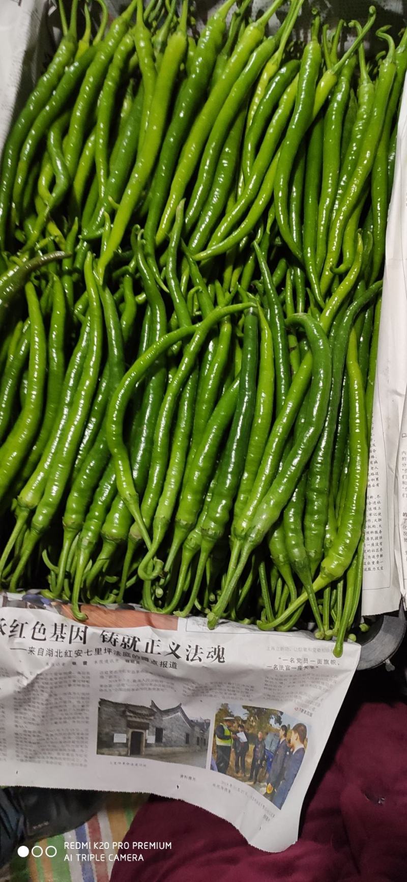 夏邑大棚精品线椒大量上市，黑条，八号，黄条上中下等货都有