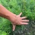 天门冬花镜植物大小规格齐全成都温江基地供应