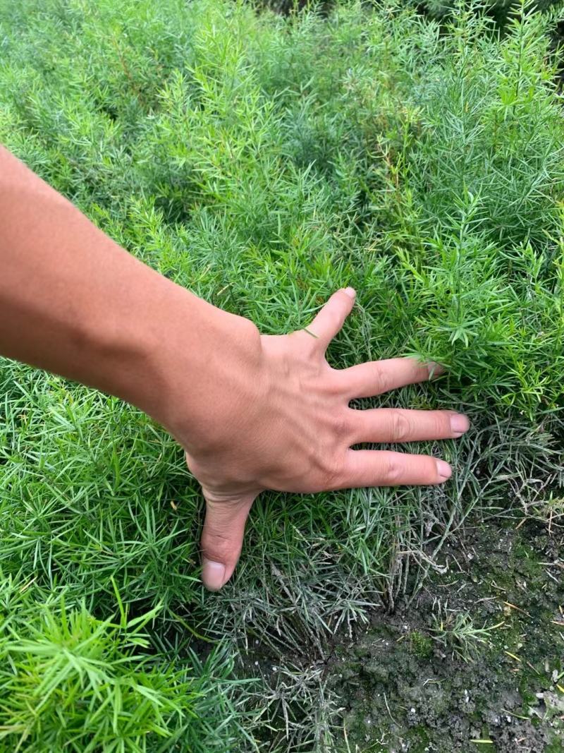 天门冬花镜植物大小规格齐全成都温江基地供应