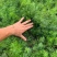 天门冬花镜植物大小规格齐全成都温江基地供应