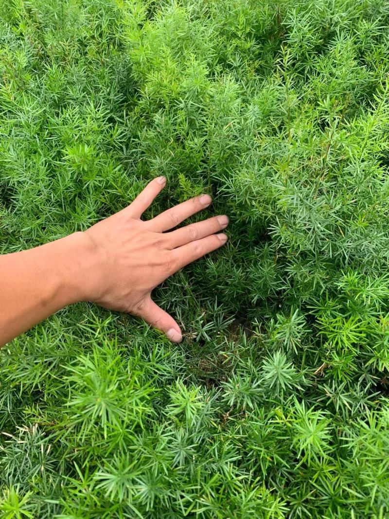 天门冬花镜植物大小规格齐全成都温江基地供应