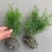 天门冬花镜植物大小规格齐全成都温江基地供应