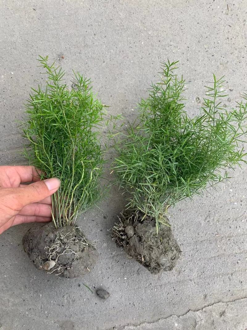 天门冬花镜植物大小规格齐全成都温江基地供应