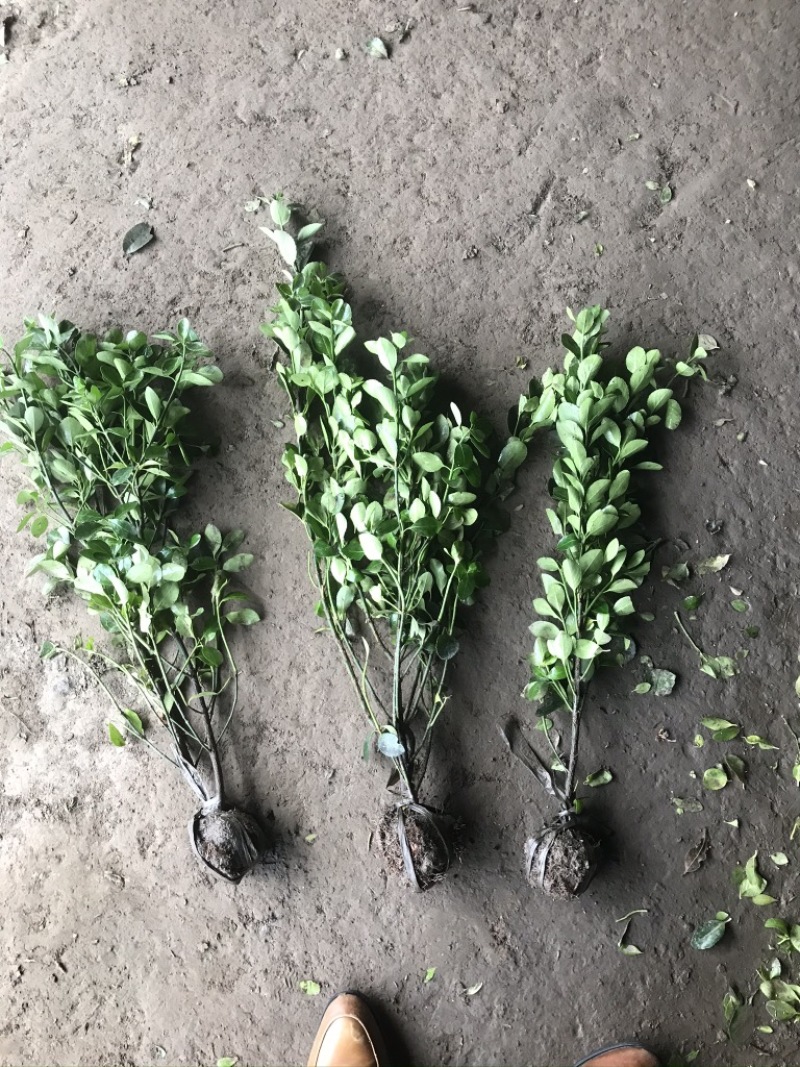 卫矛毛球，卫矛苗，基地直销，量大供应。50到150球