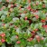 比格海棠四季海棠大小规格齐全基地供应成都温江