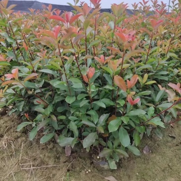 红叶石楠大杯苗，红叶石楠小苗批量供应价格便宜