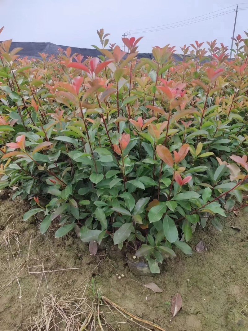 红叶石楠大杯苗，红叶石楠小苗批量供应价格便宜