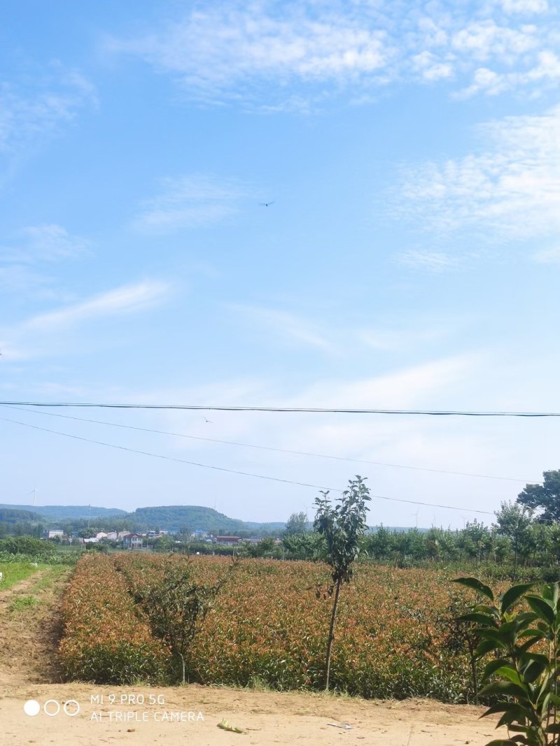 红叶石楠大杯苗，红叶石楠小苗批量供应价格便宜