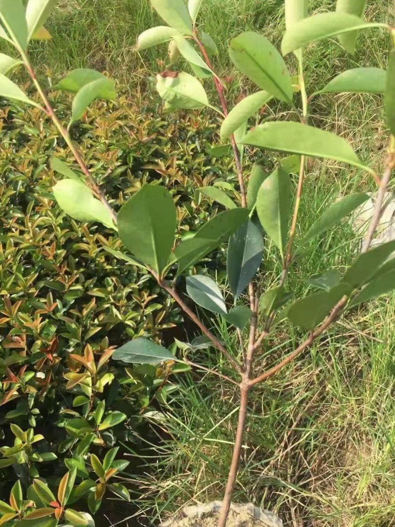 红叶石楠大杯苗，红叶石楠小苗批量供应价格便宜